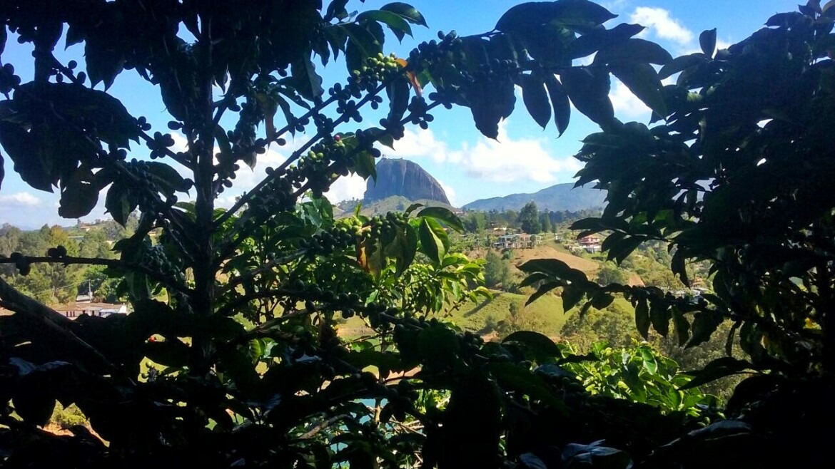 Guatape and coffee farm – all in one day