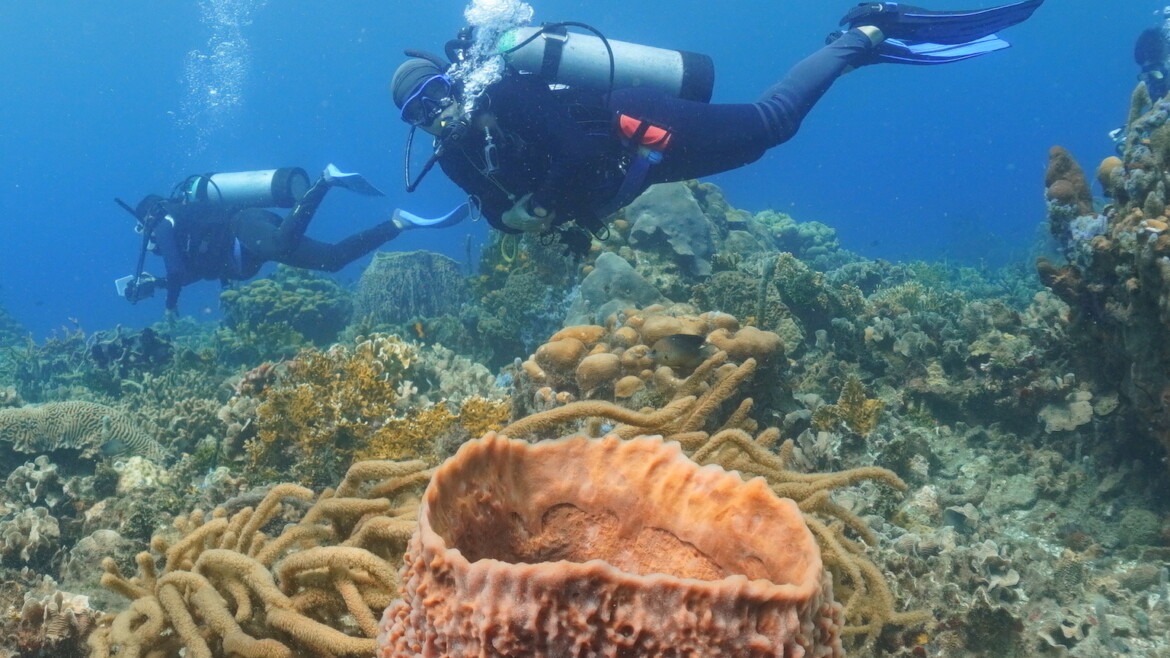 Adventure day: diving in Rosario Islands – Baru